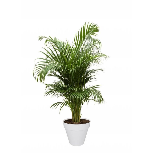 Goudpalm Areca In Elho Urban