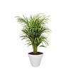 Elho Goudpalm Areca In Elho Urban Small