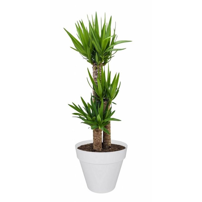 Yucca Drietak In Elho Urban Pot