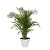 Goudpalm Areca In Elho Urban Pot (Wheels)