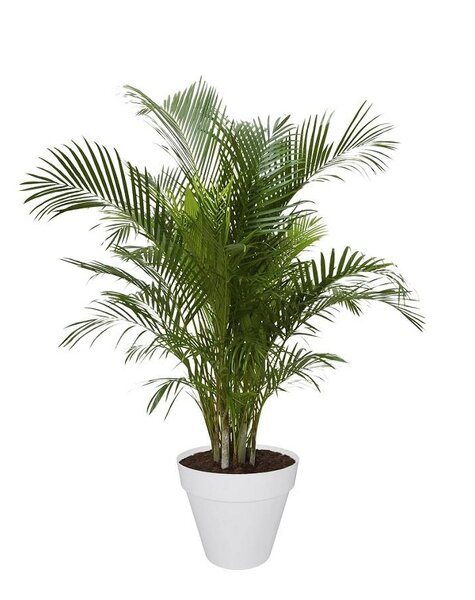 Elho Goudpalm Areca In Elho Urban Pot (Wheels)