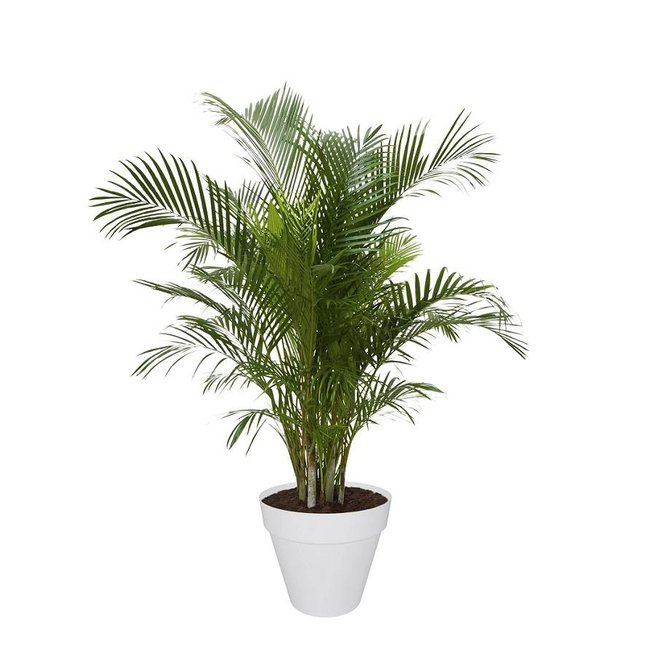 Goudpalm Areca In Elho Urban Pot (Wheels)