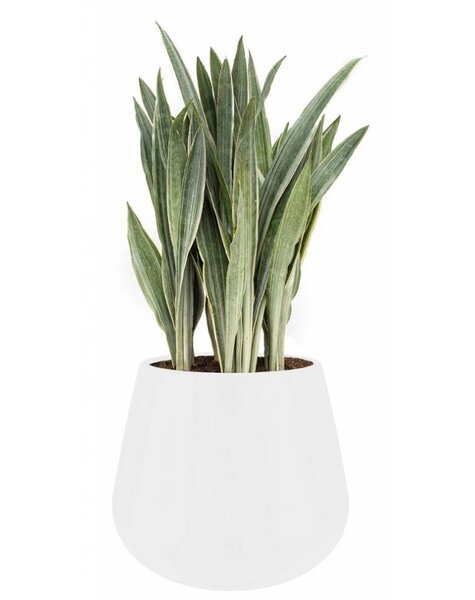 Elho Sansevieria Metallica In Elho Pure Kegel