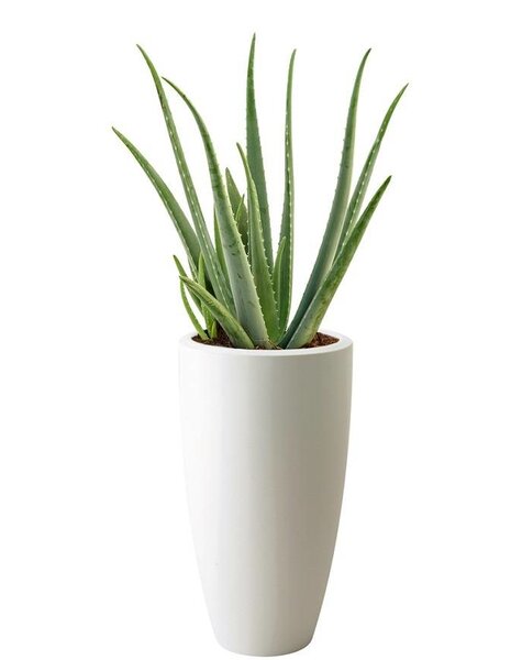 Elho Aloe Vera In Elho Pure Soft High