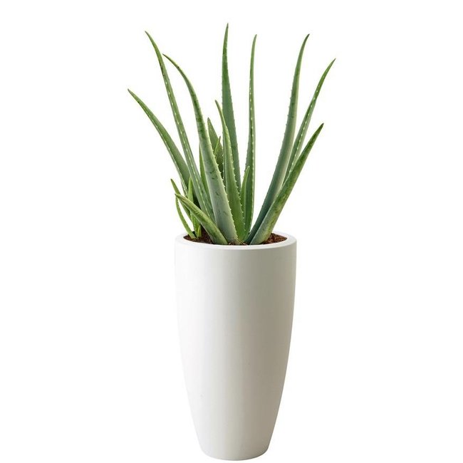 Aloe Vera In Elho Pure Soft High