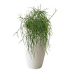 Rhipsalis Neves Armondii In Pure Soft High