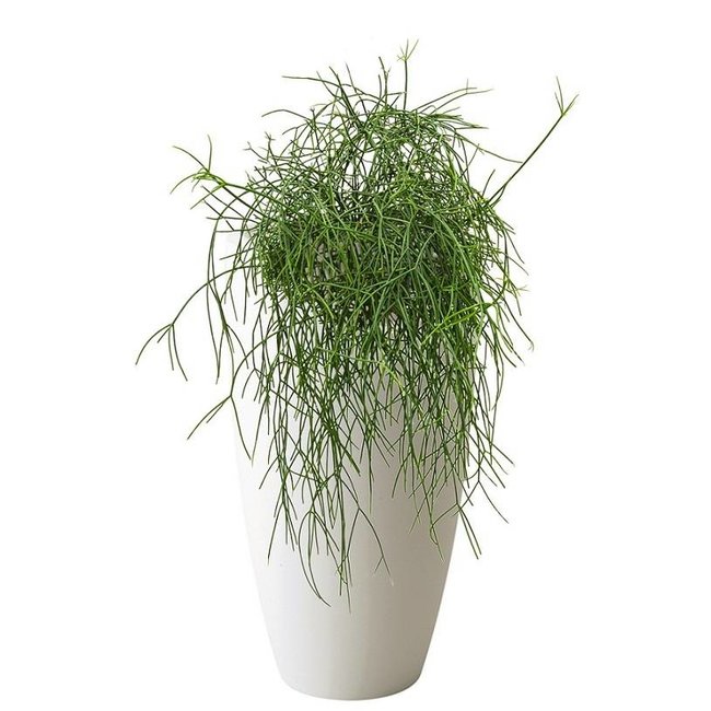 Rhipsalis Neves Armondii In Pure Soft High