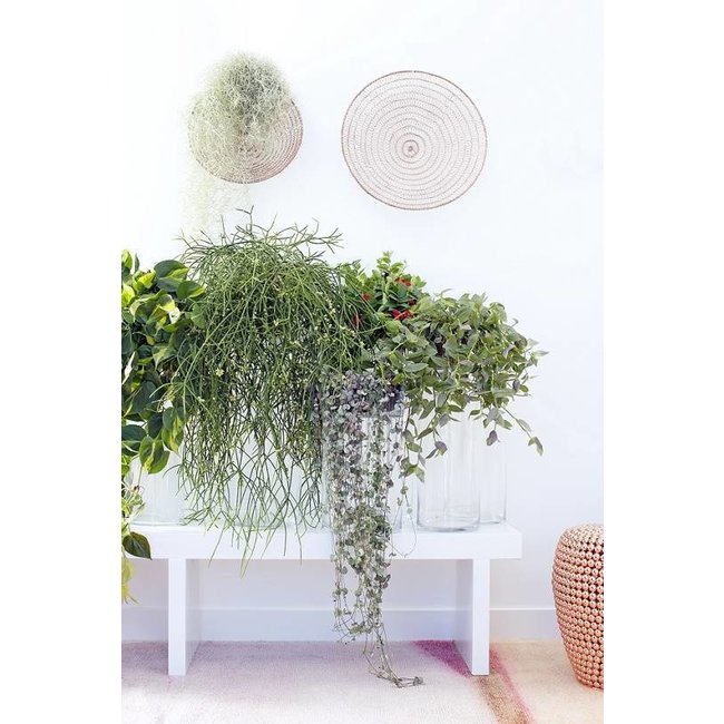 Rhipsalis Neves Armondii In Pure Soft High