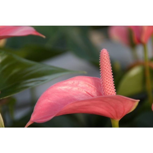 Anthurium Pink Champion In Elho Urban Schaal