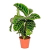 Calathea zebrina