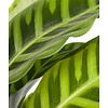 Calathea zebrina