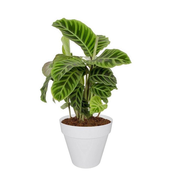 Calathea zebrina In Elho Urban Pot