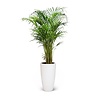 Goudpalm Areca In Elho Pure Soft High