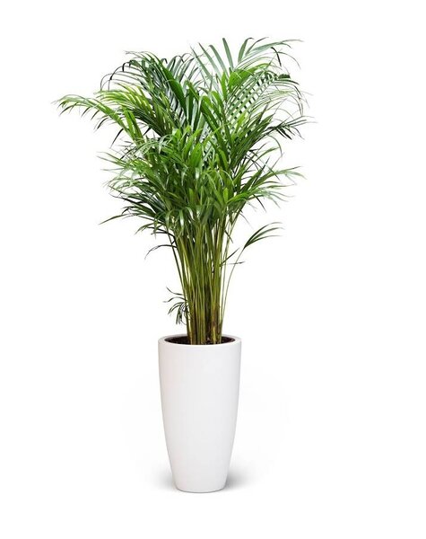 Elho Goudpalm Areca In Elho Pure Soft High