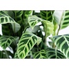 Calathea zebrina In Lechuza Rond Medium