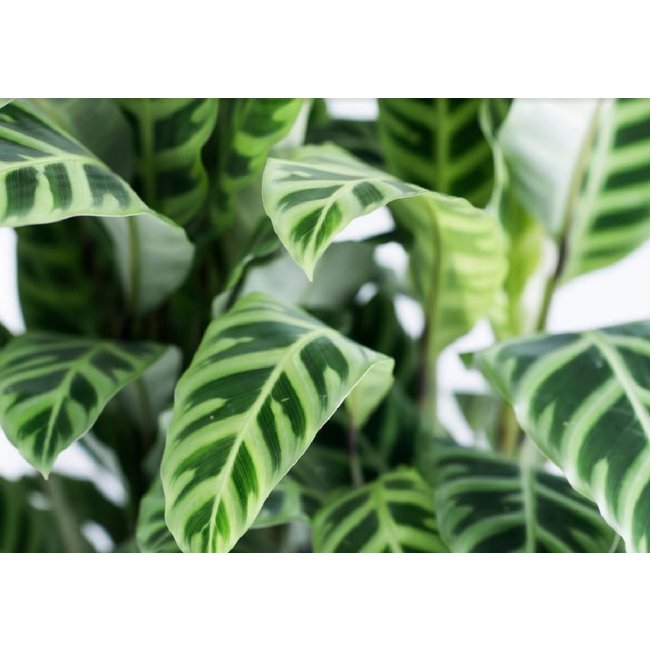 Calathea zebrina In Lechuza Rond Medium