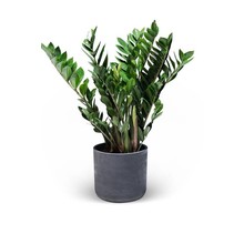 Zamioculcas Duinplant in Charlie pot