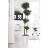 Dracaena Compacta Multi Tribe In Elho Urban Pot