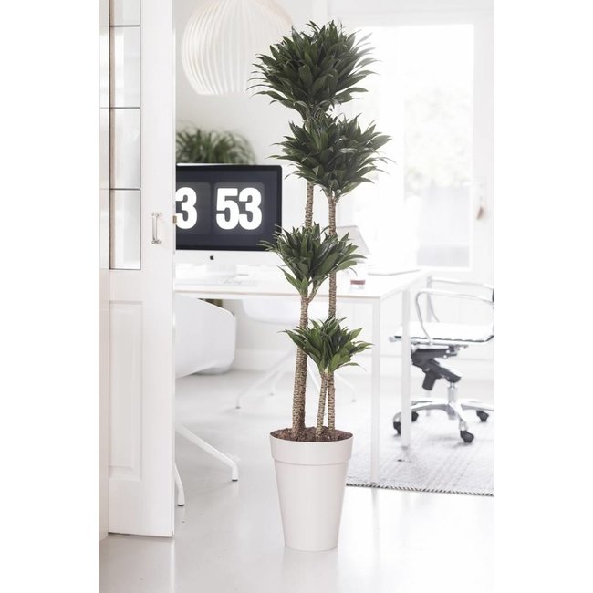 Dracaena Compacta Multi Tribe In Elho Urban Pot