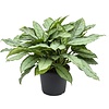 Aglaonema freedman