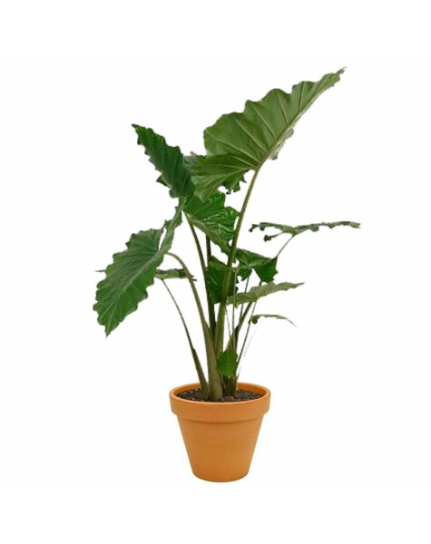 Alocasia Portadora in TerraCotta Pot