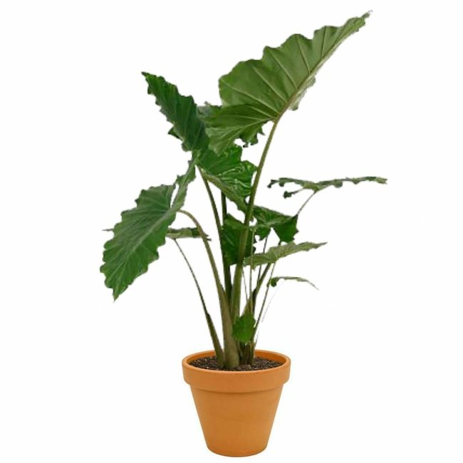 Alocasia Portadora in TerraCotta Pot