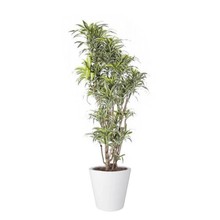 Elho Dracaena Surprise In Elho Pure