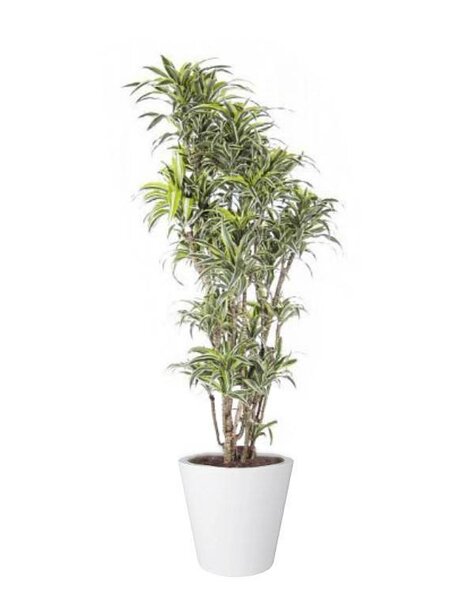 Elho Dracaena Surprise In Elho Pure