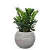 Zamioculcas in Capi bol pot