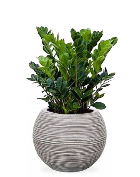 Capi Zamioculcas in Capi bol pot