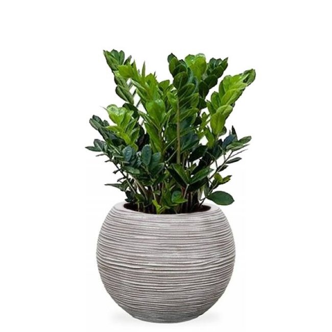 Zamioculcas in Capi bol pot