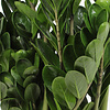 Zamioculcas in Capi bol pot