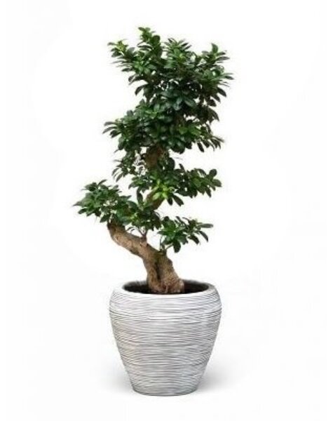 Capi Ficus Bonsai in Capi Vaas taps rond ivoor