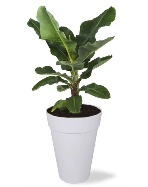 Elho Bananenplant in Elho Urban high