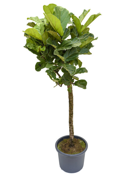 Ficus lyrata Multi stam