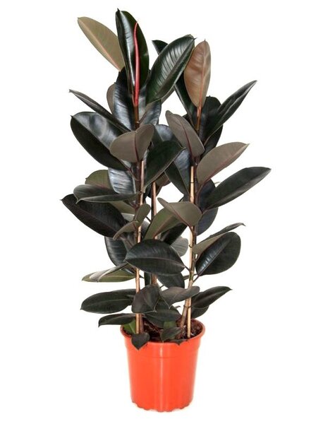 Ficus Elastica Abidjan medium