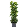 Ficus Lyrata Bambino XL