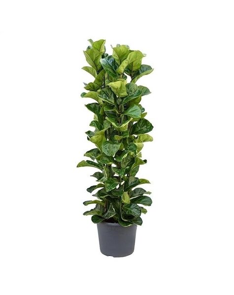 Ficus Lyrata Bambino XL