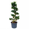 Ficus Bonsai XL