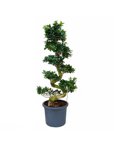 Ficus Bonsai XL