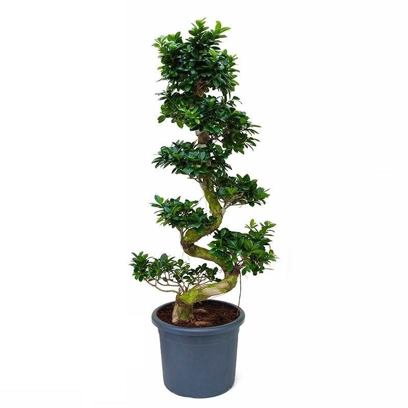 Ficus bonzai XL