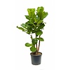 Ficus Lyrata Vertakt L