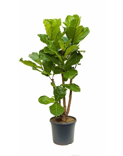 Ficus Lyrata Vertakt L