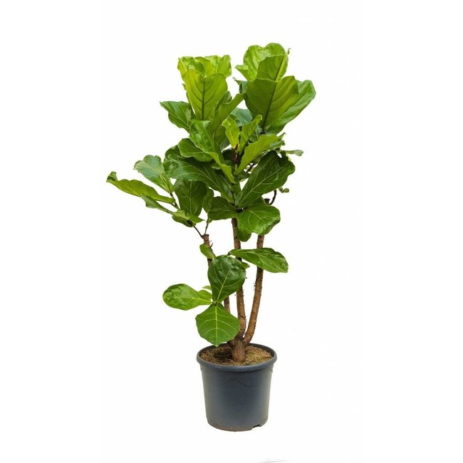 Ficus Lyrata Vertakt L