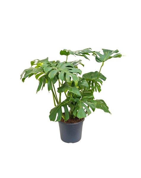 Monstera Gatenplant