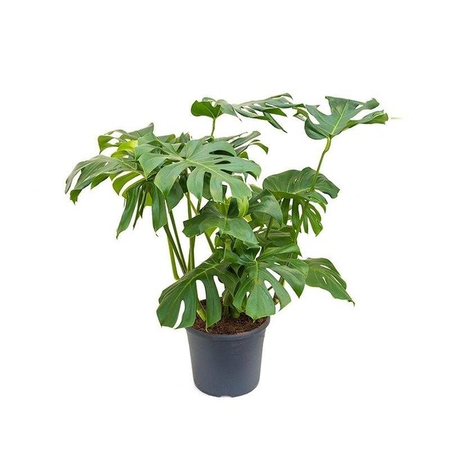 Monstera Gatenplant