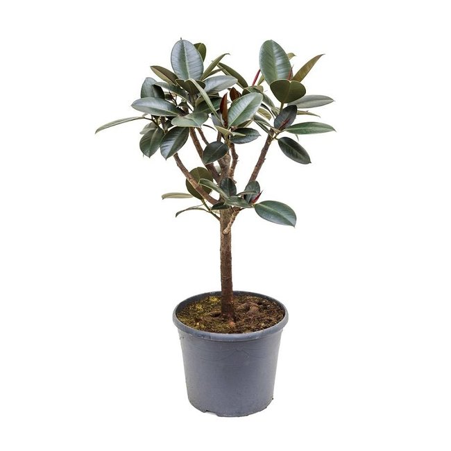 Ficus elastica abidjan op stam