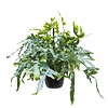 Phlebodium Blue Star Hangplant