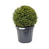 Taxus baccata Bol Large