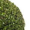 Buxus sempervirens In Elho Pure